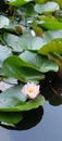 Water lily on the lake in a beautiful park