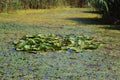 Water lily Royalty Free Stock Photo