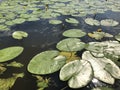 Water lily in the lake Royalty Free Stock Photo