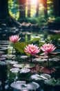 water lily on lake ,water reflection , trees in forest ,wild lotus on sunset sky on sea