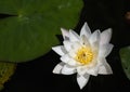 Water lily in the lake.