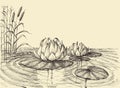 Water lily on the lake hand drawing