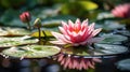 water lily on lake ,water reflection , trees in forest ,wild lotus on sunset sky on sea