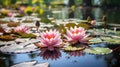 water lily on lake ,water reflection , trees in forest ,wild lotus on sunset sky on sea