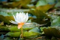 Water lily on the lake Royalty Free Stock Photo