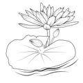 water lily larkspur July birth flower tattoo, realistic black and white water lily tattoo, water lily tattoo black and white