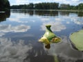 Water lily Royalty Free Stock Photo