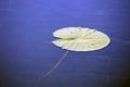 Water lily leaf