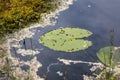 Water lily leaf beetles on a water lily leaf Royalty Free Stock Photo