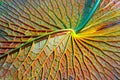 Water lily leaf close up