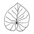 Water lily leaf illustration in doodle style. Hand drawn vector tropical plant isolated on white Royalty Free Stock Photo
