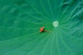 Water lily leaf with a red small flower laying on it