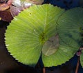 Water Lily leaf in the shade