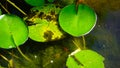 Water lily leafs background Royalty Free Stock Photo