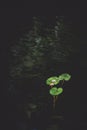 Water lily leafs in dark lake Royalty Free Stock Photo
