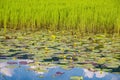 Water lily leafs on Plavsko lake, Montenegro, Europe Royalty Free Stock Photo