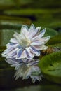 Water lily and leaves on the water Royalty Free Stock Photo
