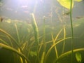 Water lily leaves and buds with little fishes in underwater