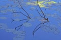 Water lily leaves and dry tree branches with reflection in the river on a sunny day Royalty Free Stock Photo
