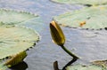 Water lily leaves in the form of heart for wallpaper. Leaves on water. Royalty Free Stock Photo