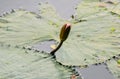 Water lily leaves in the form of heart for wallpaper. Leaves on water. Royalty Free Stock Photo