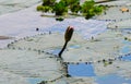 Water lily leaves in the form of heart for wallpaper. Leaves on water. Royalty Free Stock Photo