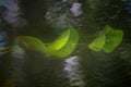 Water lily leaves growing under water Royalty Free Stock Photo