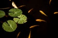 Water lily leaves in pond with small gold fish swimming around