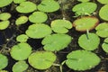 Water lily leaves on the surface of a pond