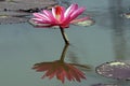 The water lily Royalty Free Stock Photo