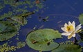Water lily and lillypad Royalty Free Stock Photo