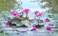 Water lily Royalty Free Stock Photo