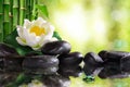 Water lily on lots of black stones reflected in water Royalty Free Stock Photo
