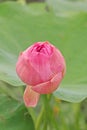 Water lily;lotus,beautiful aquatic flower for garden decoration