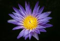 A beautiful Water lily and purple flower