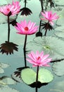 Water lily lotus flower Royalty Free Stock Photo