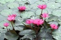 Water lily lotus flower Royalty Free Stock Photo