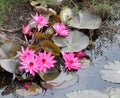 Water lily lotus flower Royalty Free Stock Photo