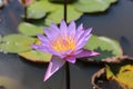 Water Lily/Lotus Flower Royalty Free Stock Photo