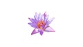 Water lily or lotus flower isolated on white background with clipping path Royalty Free Stock Photo