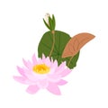 Water Lily lotus flower and leaves set, vector illustration in cartoon style. Water plant isolated on white background Royalty Free Stock Photo