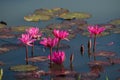 Water lily Royalty Free Stock Photo