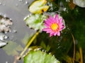 Water Lily, Lotus flower Royalty Free Stock Photo