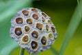 Lotus Flower seeds ready to fall Royalty Free Stock Photo