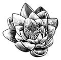 Water Lily Lotus Flower Vintage Woodcut Engraved Etching