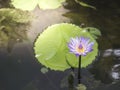 Water lily or Lotus flower in white and purple color in water. Royalty Free Stock Photo