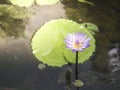 Water lily or Lotus flower in white and purple color in water. Royalty Free Stock Photo