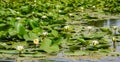 Water lily - lotus on a lake - White lotus - white lilies - background , banner , wallpaper - nuferi