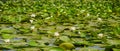 Water lily - lotus on a lake - White lotus - wallpaper , banner , background - nuferi