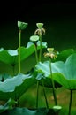 Water lily & lotus leaf